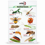 Beneficial Insects Chart